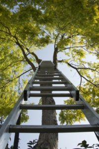 ladder, tree, meditation