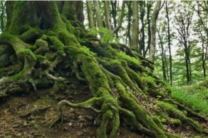 tree, root, forest, sacred place, ley line
