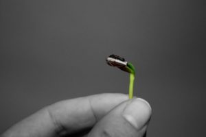 seedling, grow, hope. law of attraction, wellspring